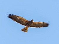 Q0I5304c  Swainson's Hawk (Buteo swainsoni) - dark juvenile